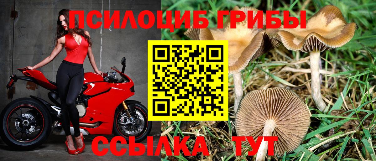 закладка  Псилоцибиновые грибы Psilocybe  Вход с VPN  Омск 